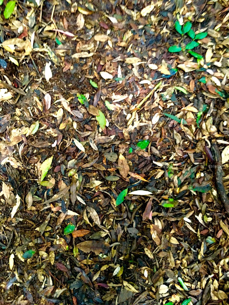 Leaves along the ground