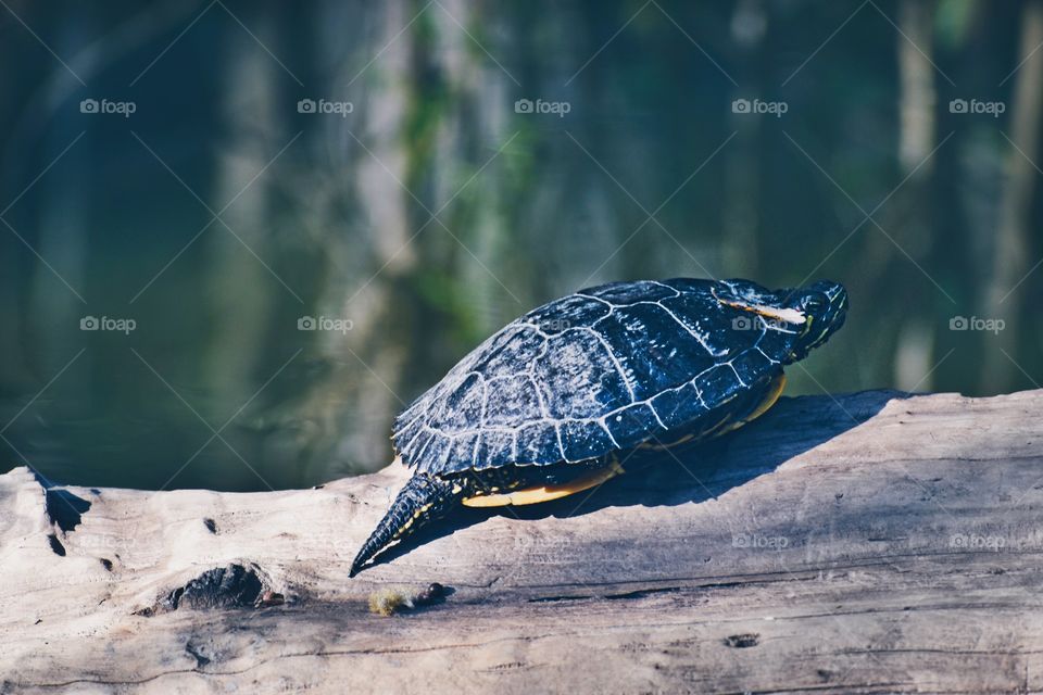 Turtle 