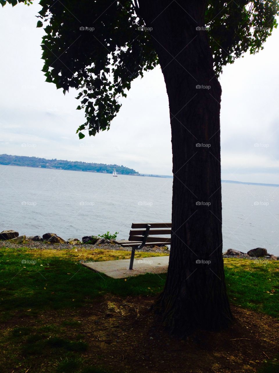 Spot for you. Bench under a tree
