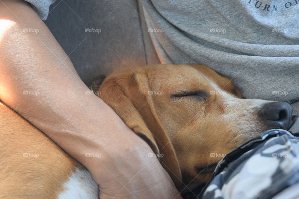 A dog sleeping on its owner’s lap