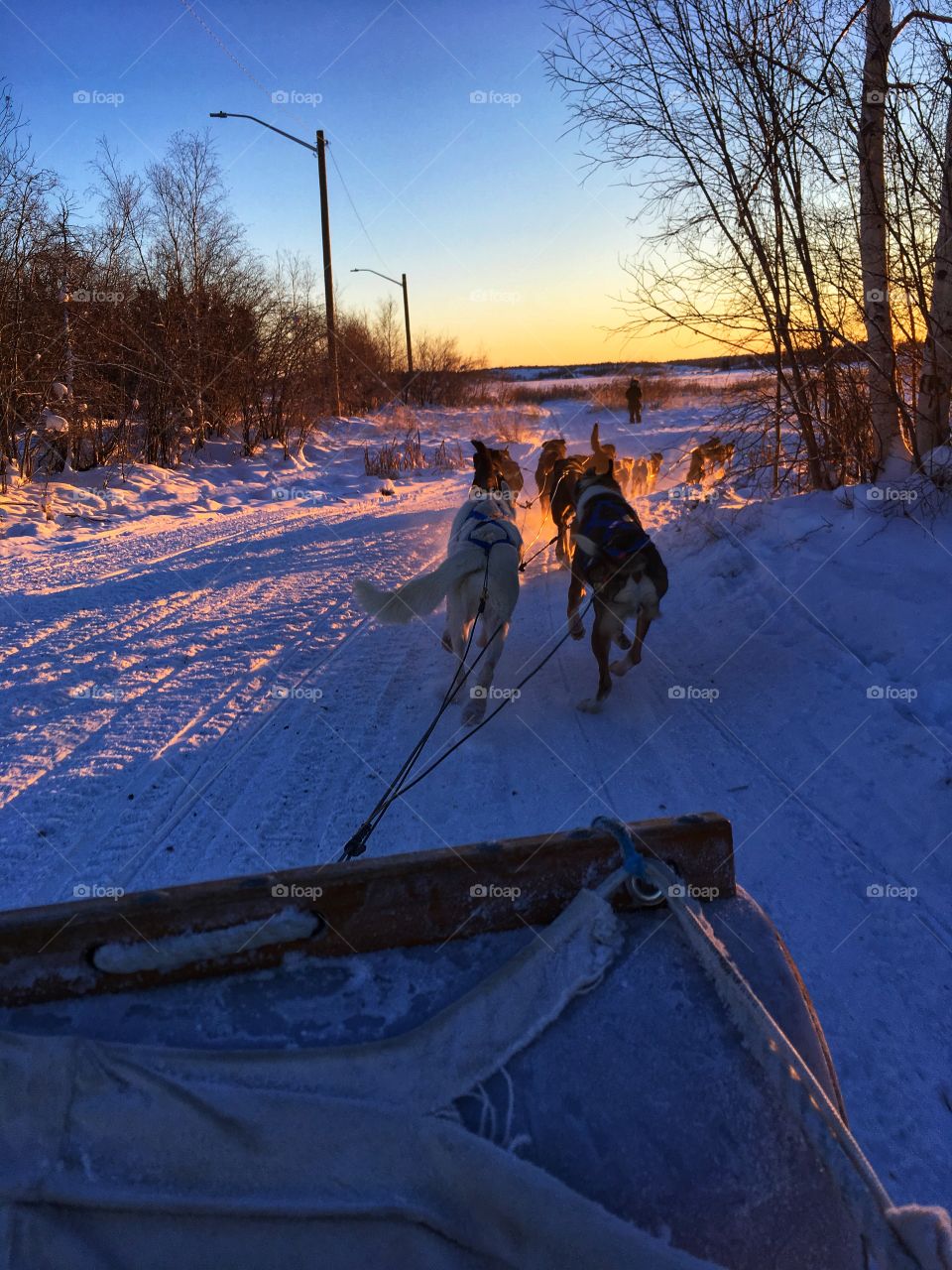 Dogsledding 