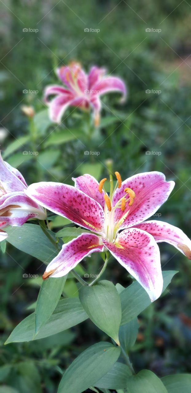 Lilies lily