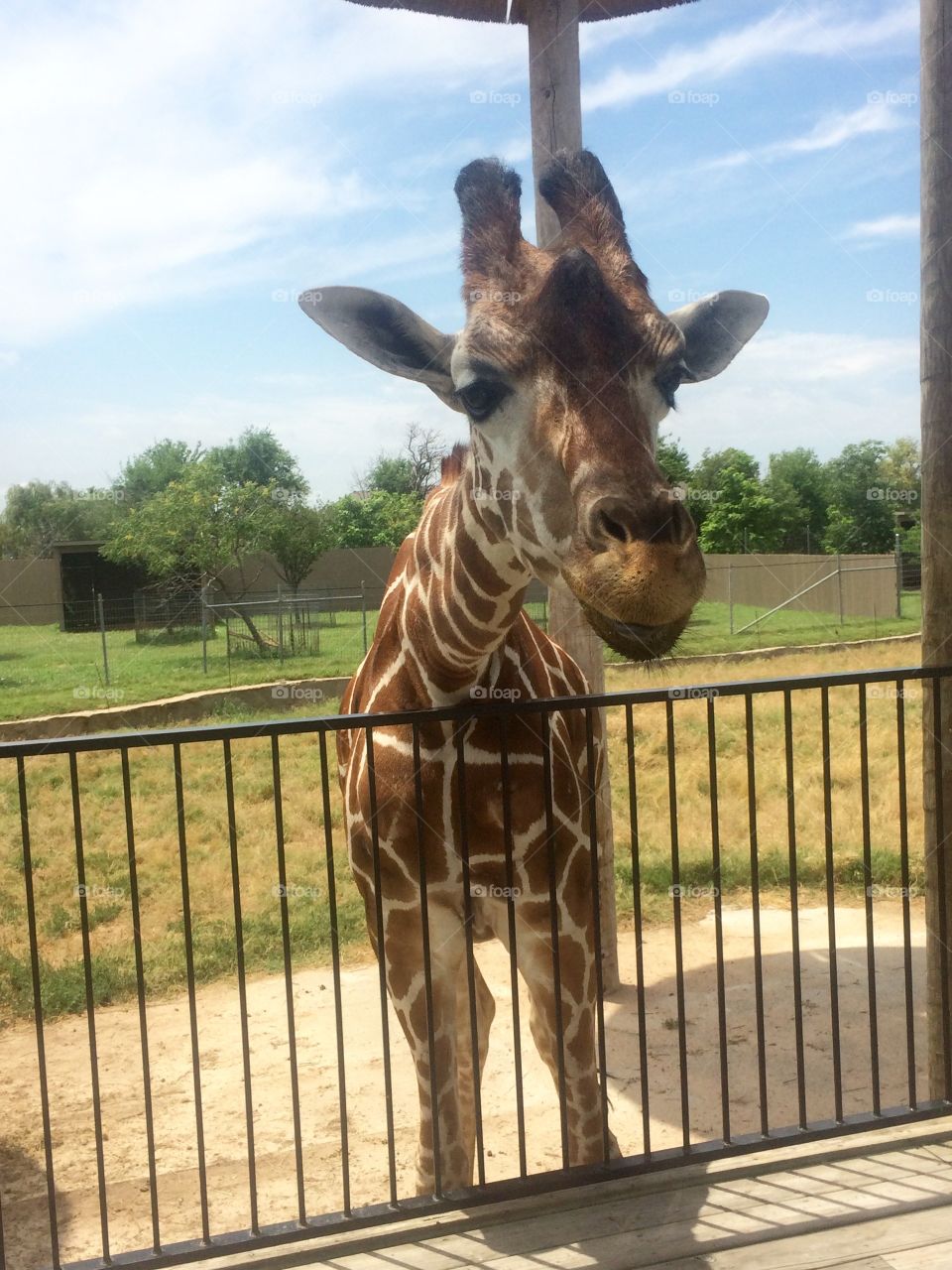Friendly giraffe saying hello 