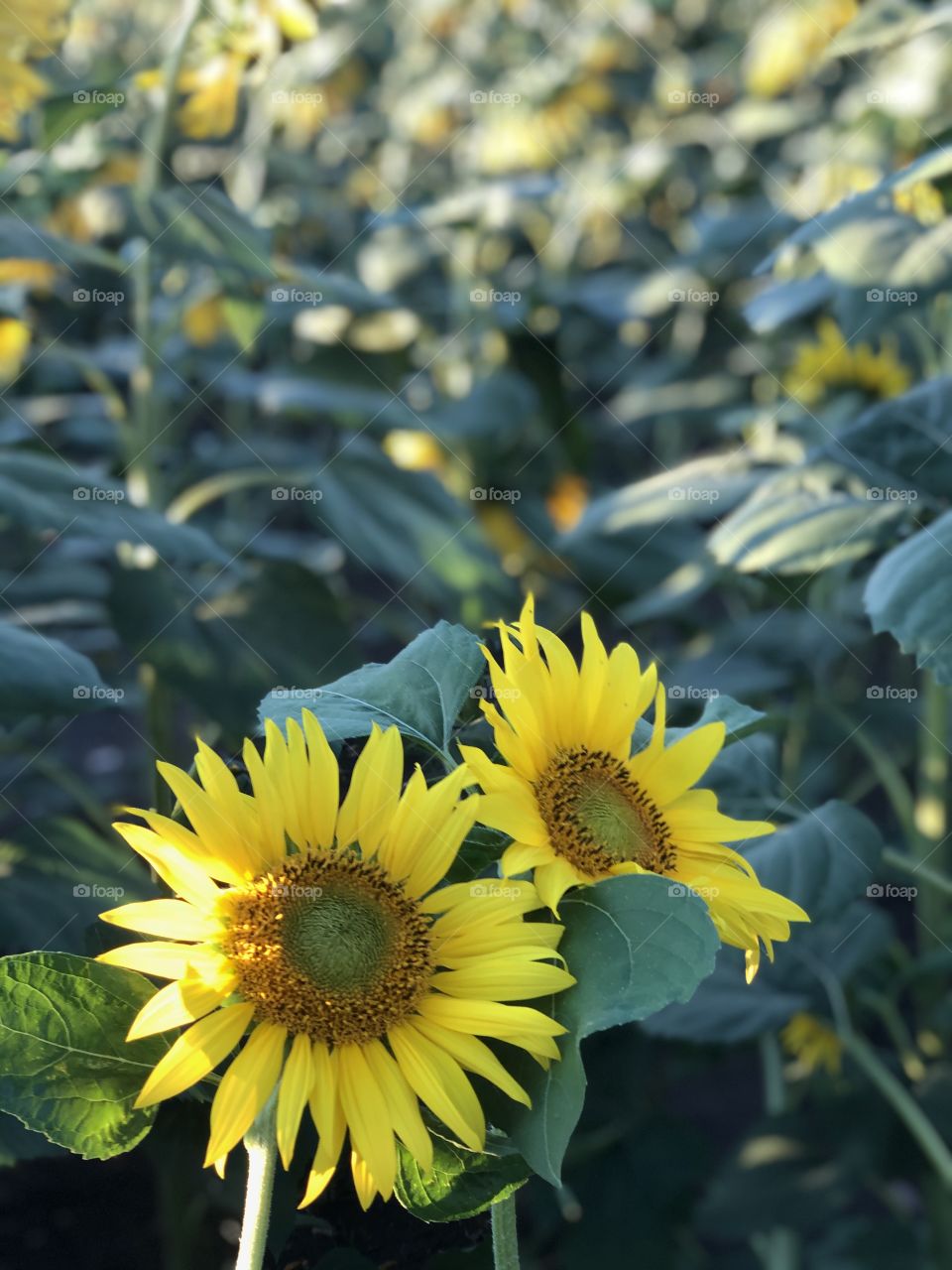 Sunflower looks to the sun and it feels happy. Our nature is beautiful, we are very lucky to have ability living here on the earth.