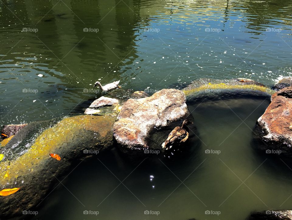 Two cute ducks in the pond