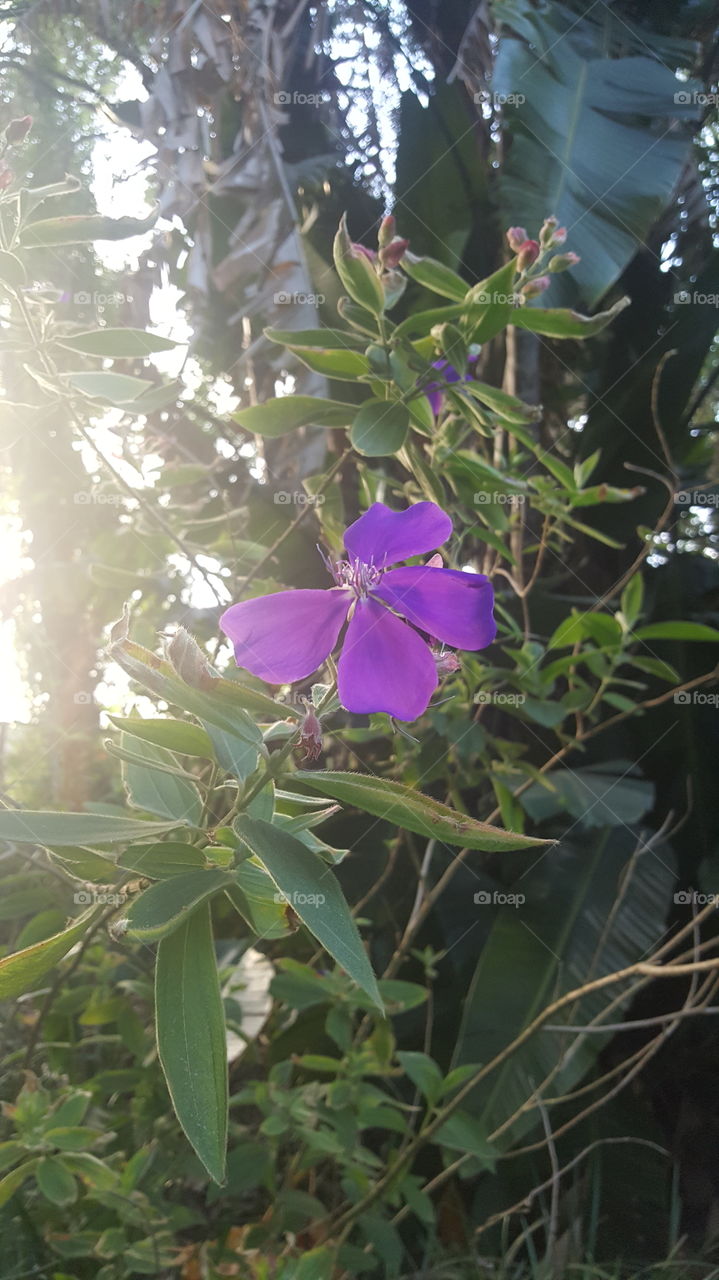 A purple flower blooming in Orlando, FL
