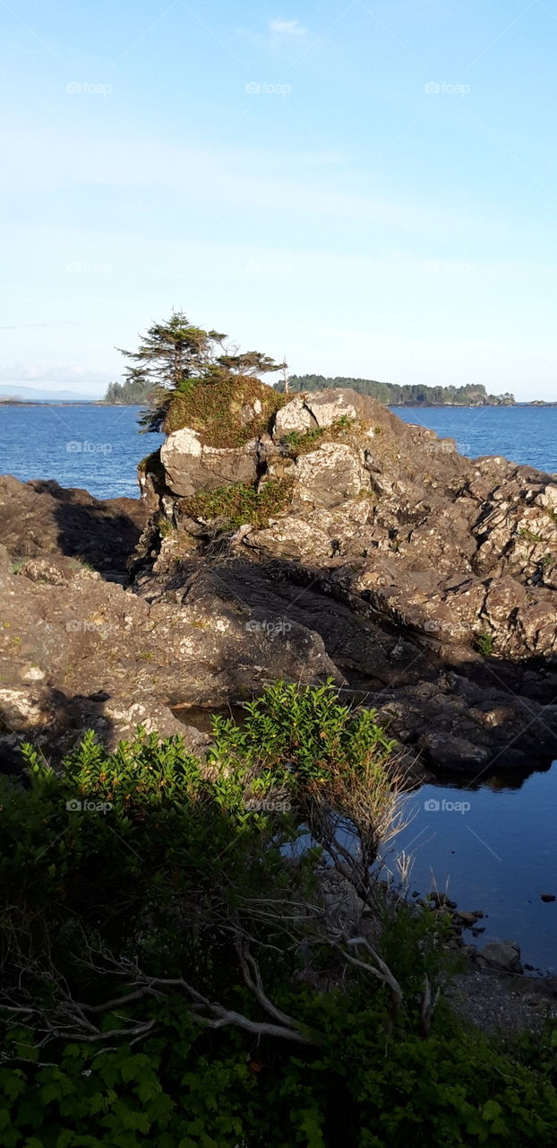 by the Pacific rim in Vancouver island