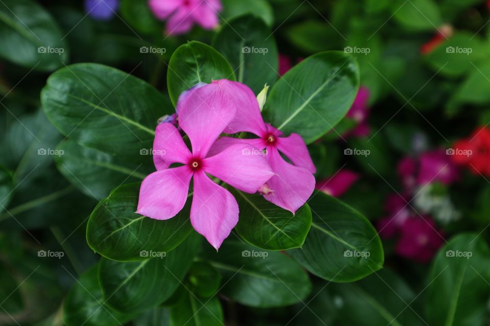 portrait of a flowers