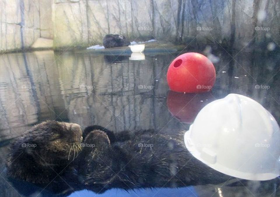 Otter floating with a hard hat at the Pittsburgh Zoo