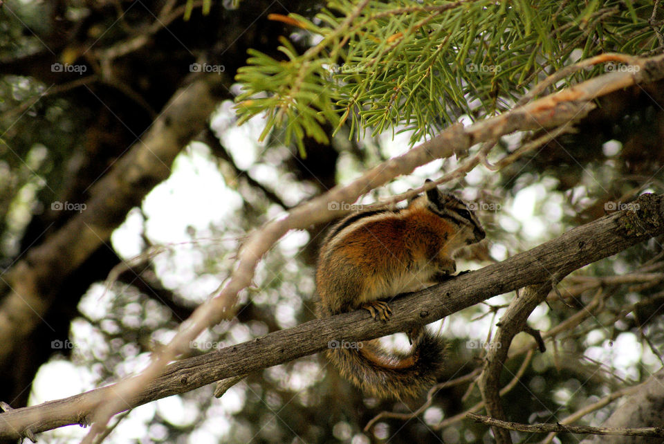 Squirrel on tree branch