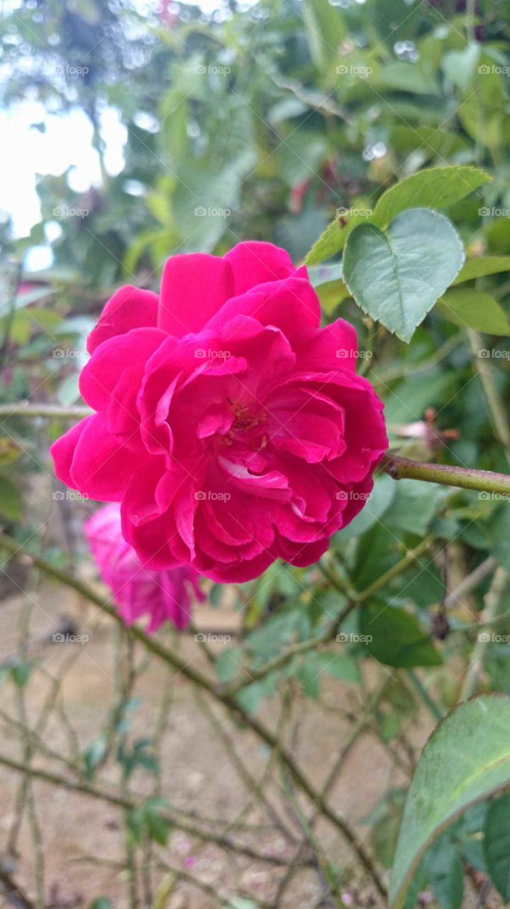 Flower#garden#pinkcolor#botanic