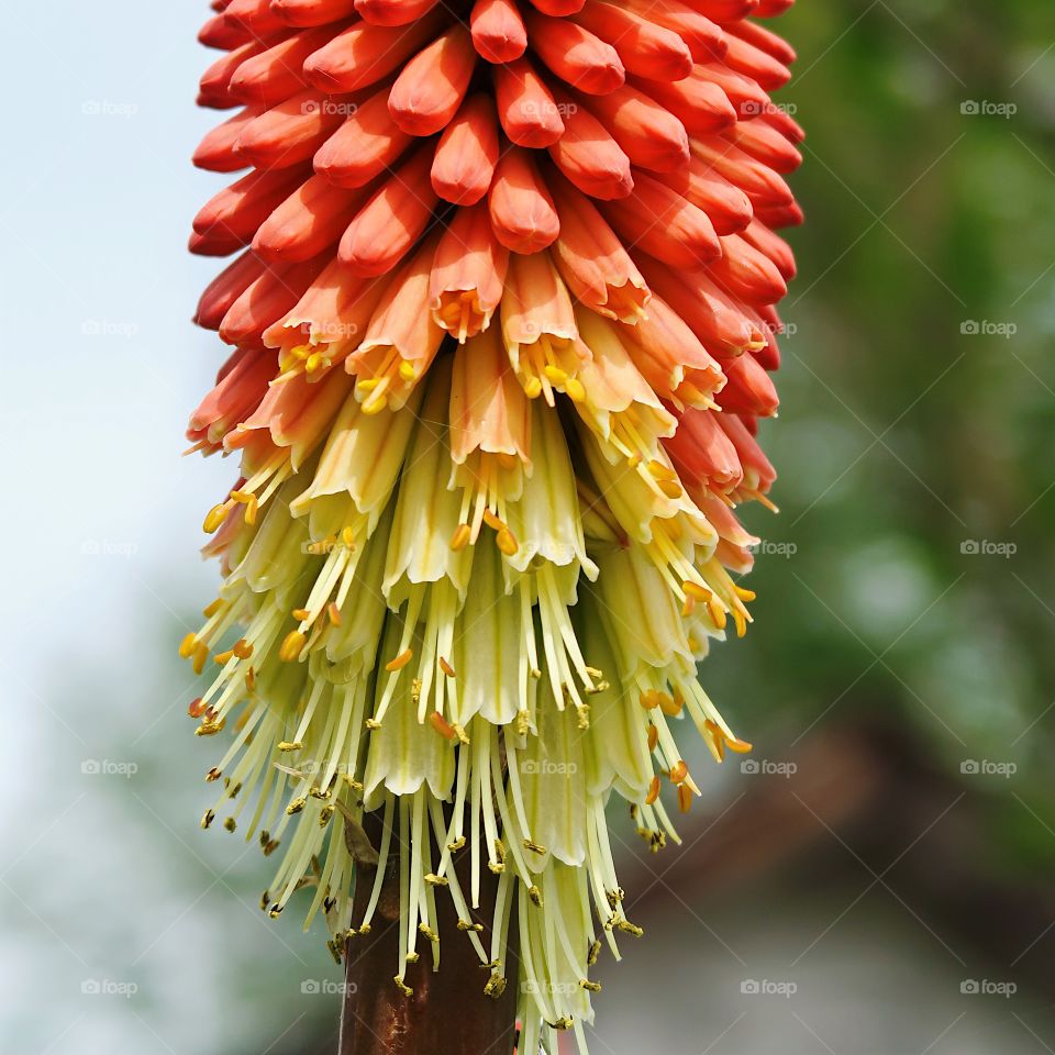 A red, yellow, and white cone shaped flower with draping pistols blooms in a park on a spring day. 