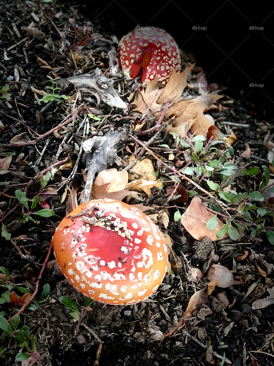 Magnificent Mushrooms 