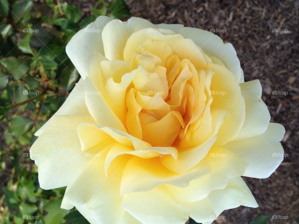 Yellow rose