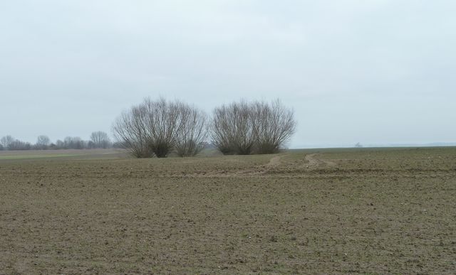Gebüsch am Acker