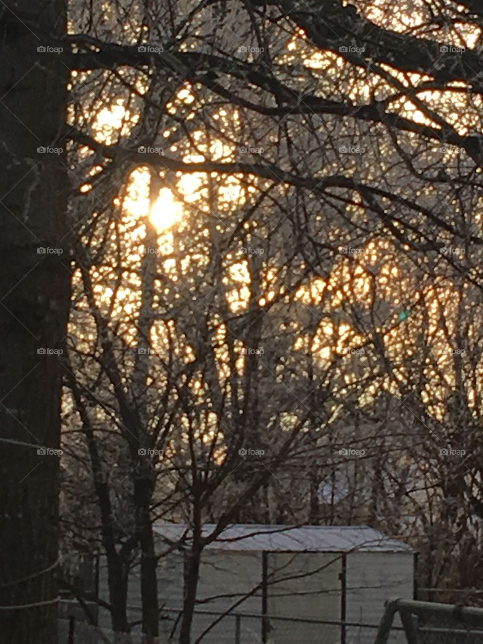 Suns breaking through the frozen trees with a golden hue. Soon it will be thawing.