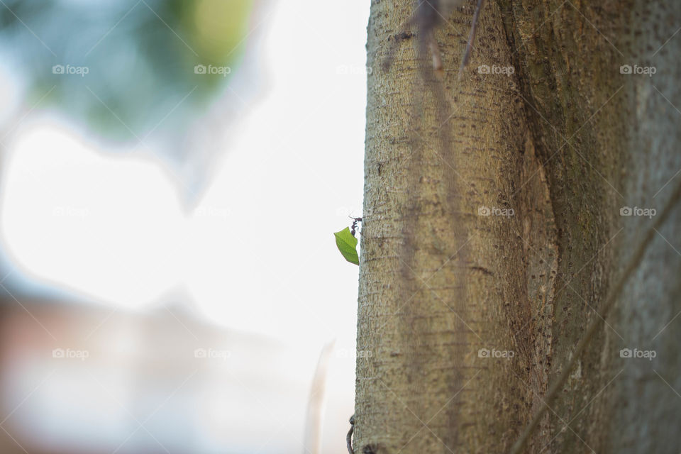 Ant carrying a leaf