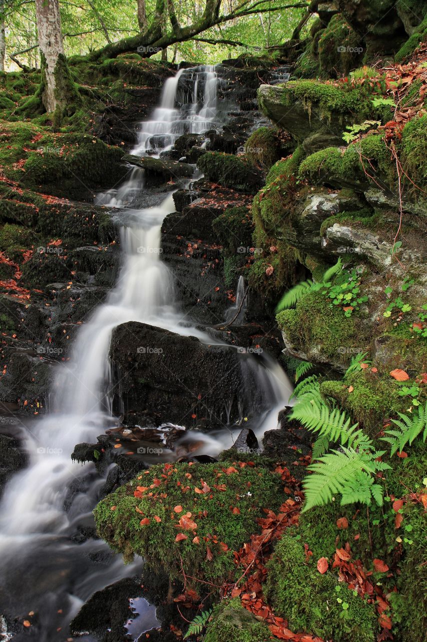 Scenic view of waterfall in forest