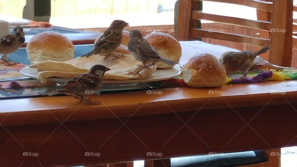 birds eating bread left on the table