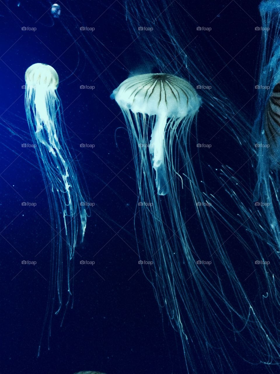 Beautiful jellyfish in deep blue water at the Ripley’s Aquarium.