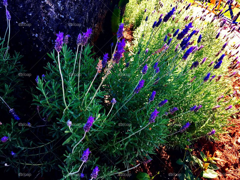 Beautiful lavender 🌺💐