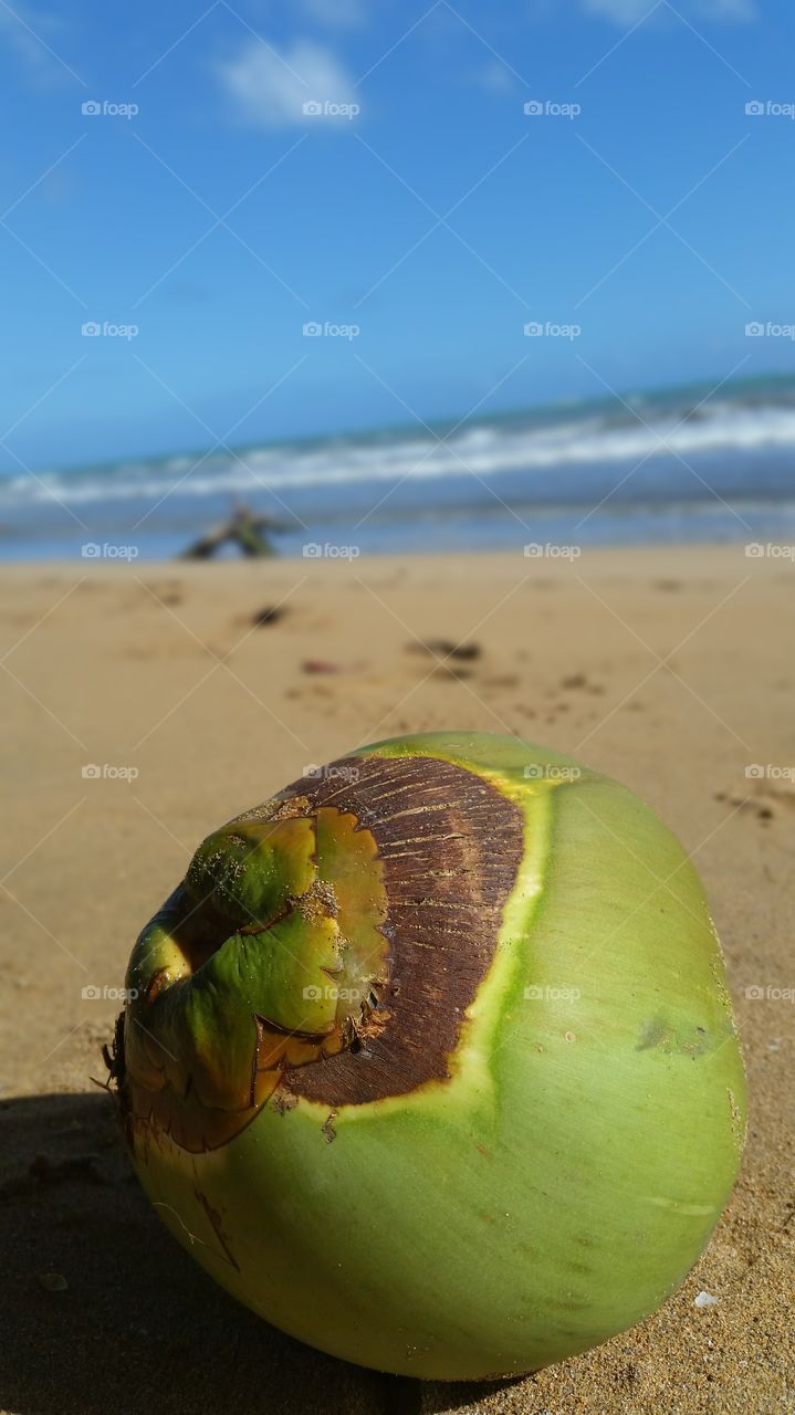 Coconut 