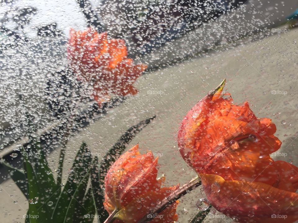 TULIP bathing