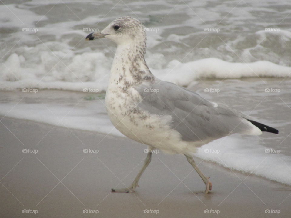 Bird, Seagulls, No Person, Water, Wildlife