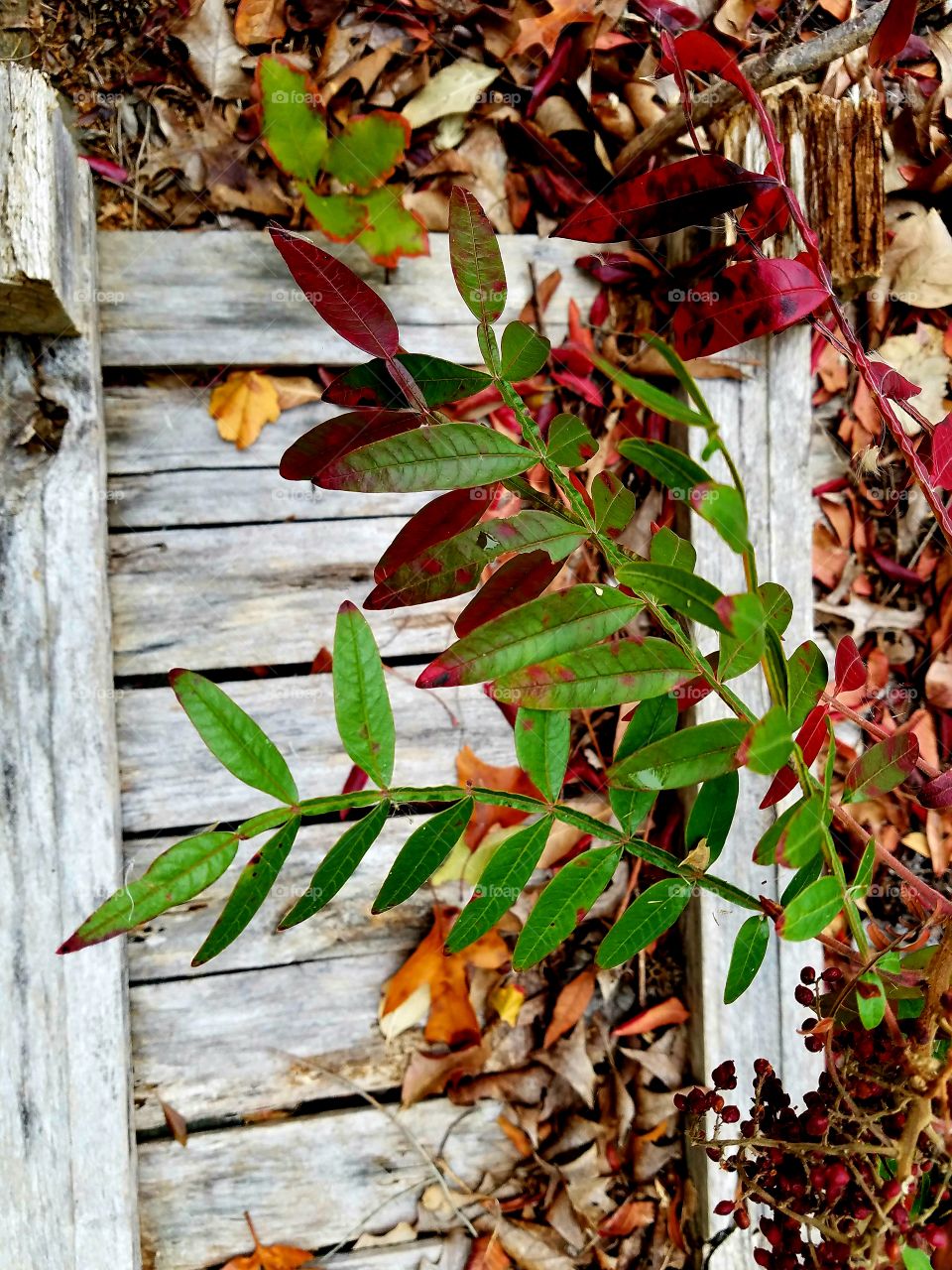 old wood covrred in leaves and bush.  fall.