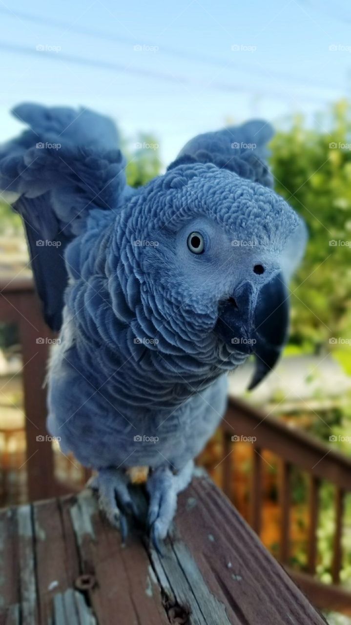  Blue bird 