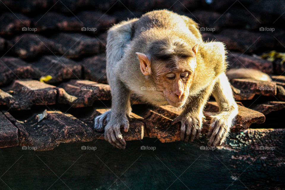 An indian monkey is looking downwards for any fruits by sitting carefully maintaning center of gravity..  #funny