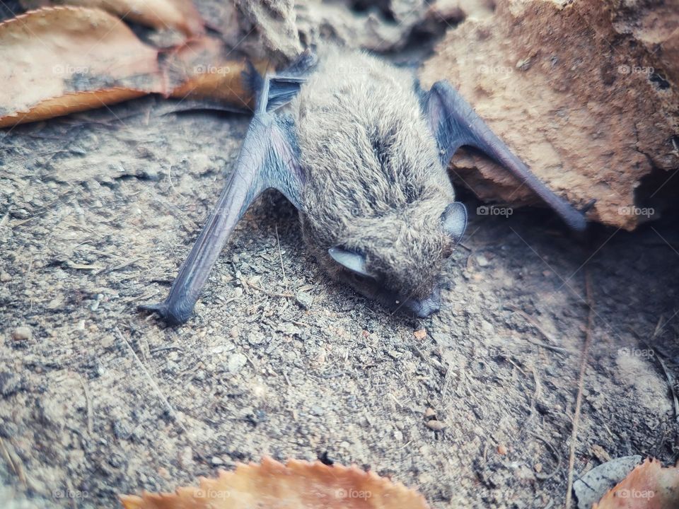 Nathusius's pipistrelle, Animal