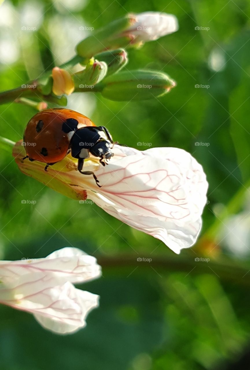 A ladybug on a radishflower.