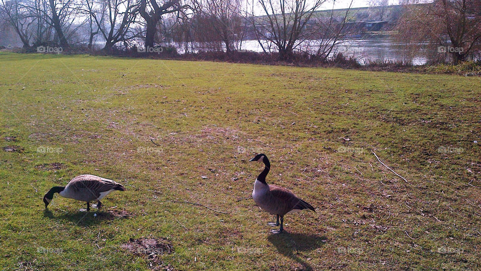 Canada geese by the river Thames at Laleham