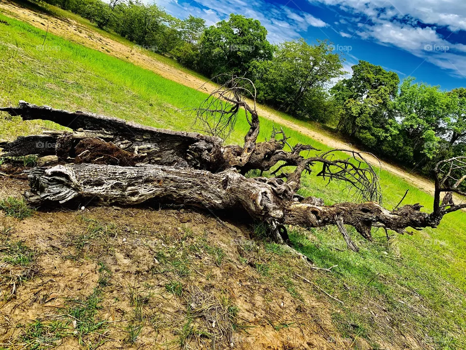 This is an old acacia tree log. Growing on the water pan banks, it got old and fell. It’s mostly under water during summer.