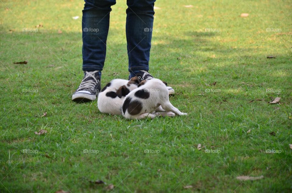 Grass, Dog, Mammal, Lawn, Park