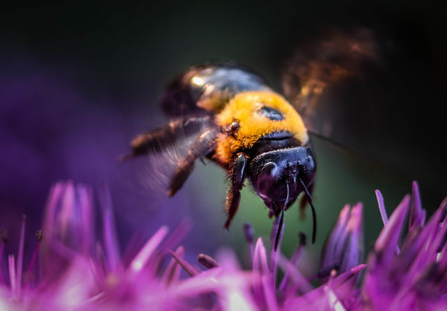 Pollinator's work