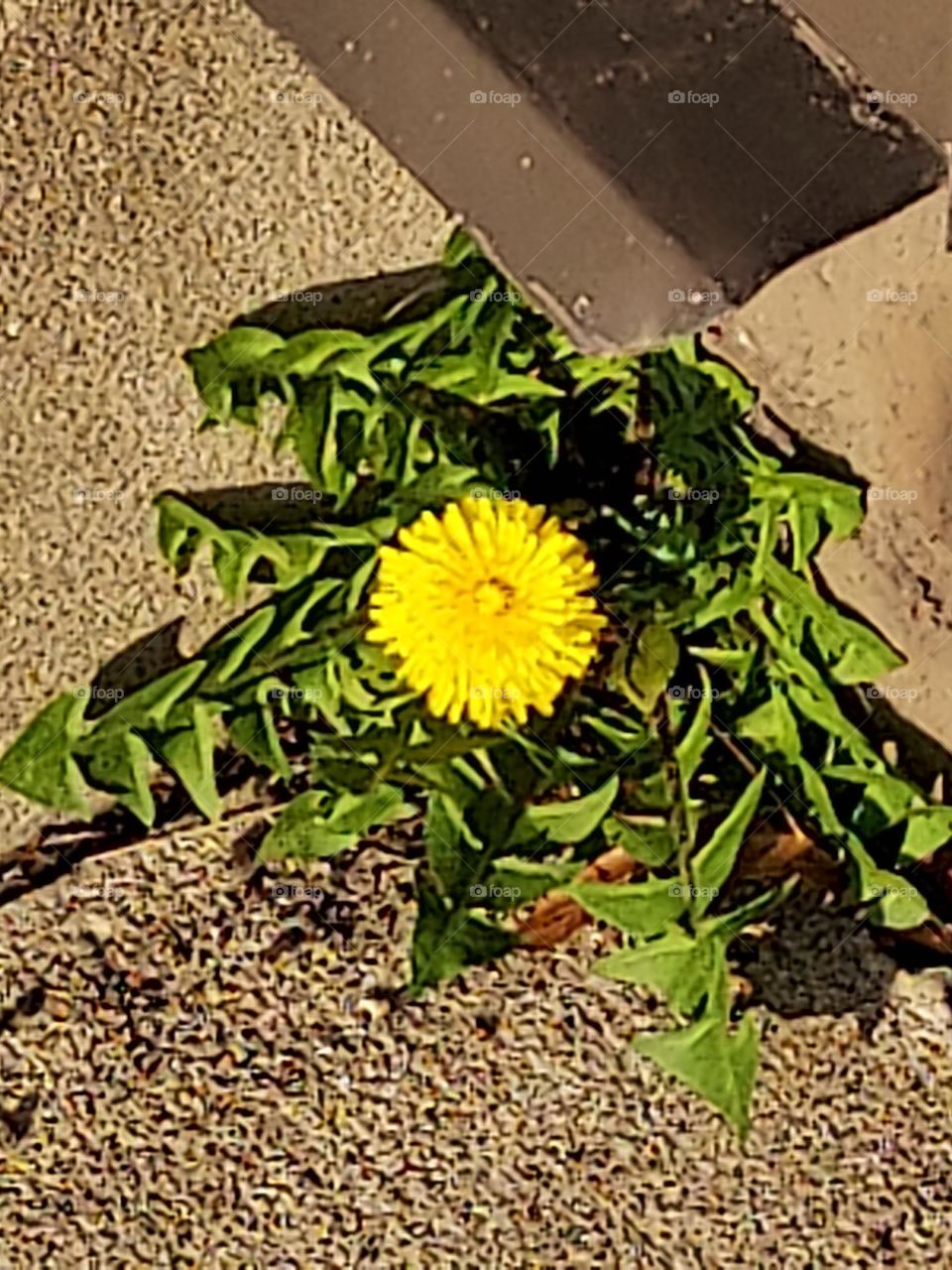dandelion growing out of concrete