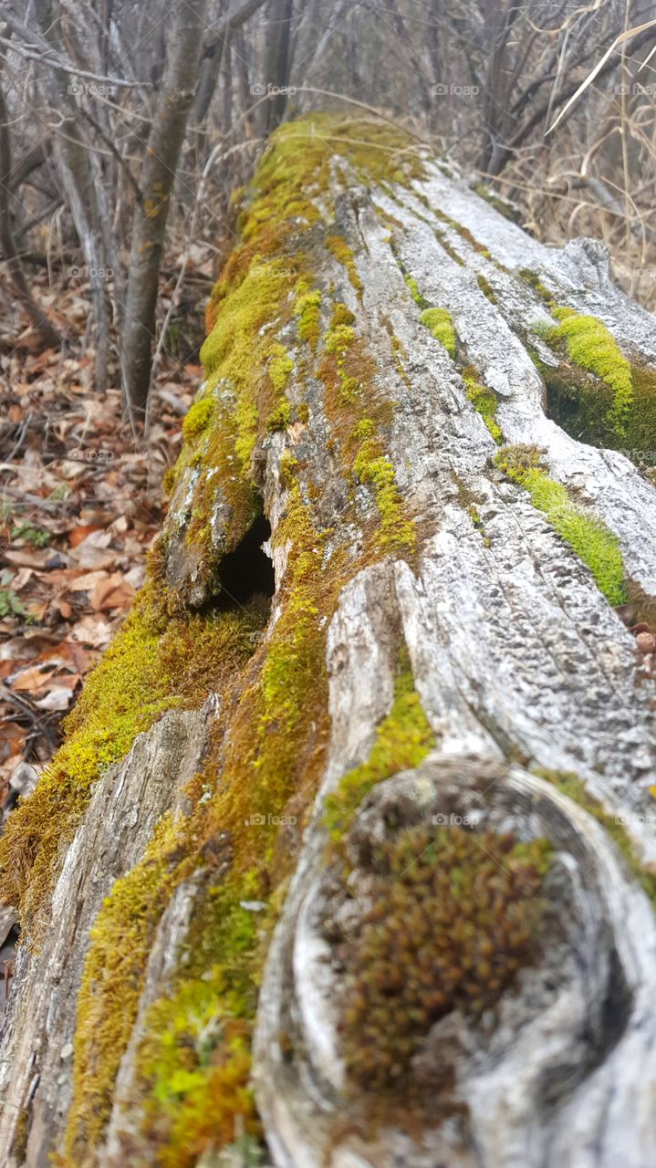 mossy log