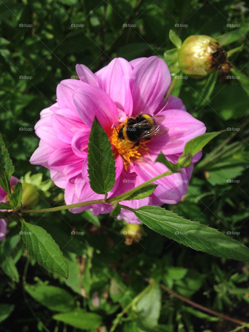 Hyde park corner bee spotting on the way to work, my regular relaxation way :-)