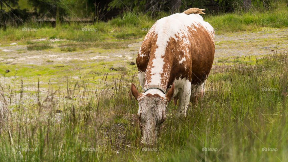 Cow in Norway