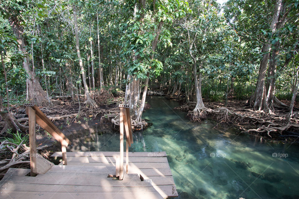 Mangrove forest with blue water