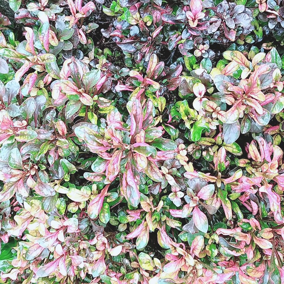 Mix coloration leaf plants