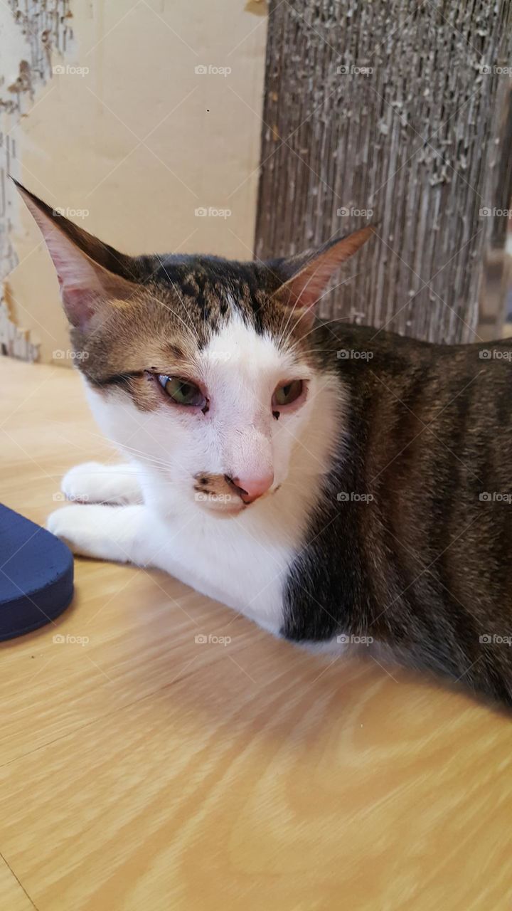 cat with slippers and scratching post