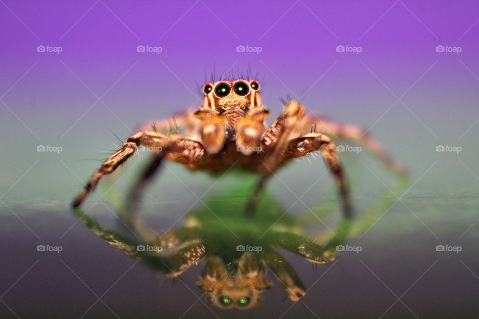 Jumping Spider with his reflection