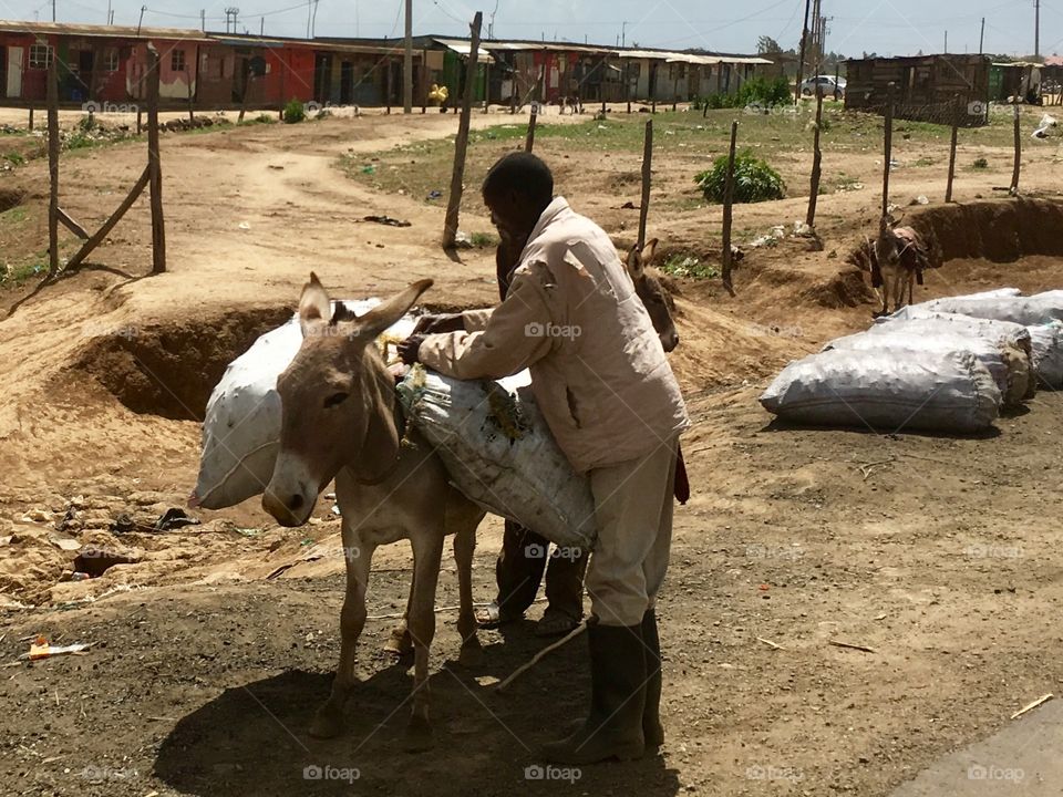 Loading the donkey in Kenya. #