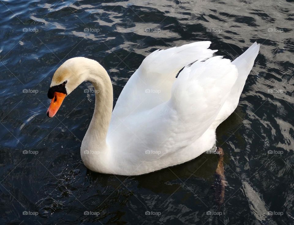 Swan