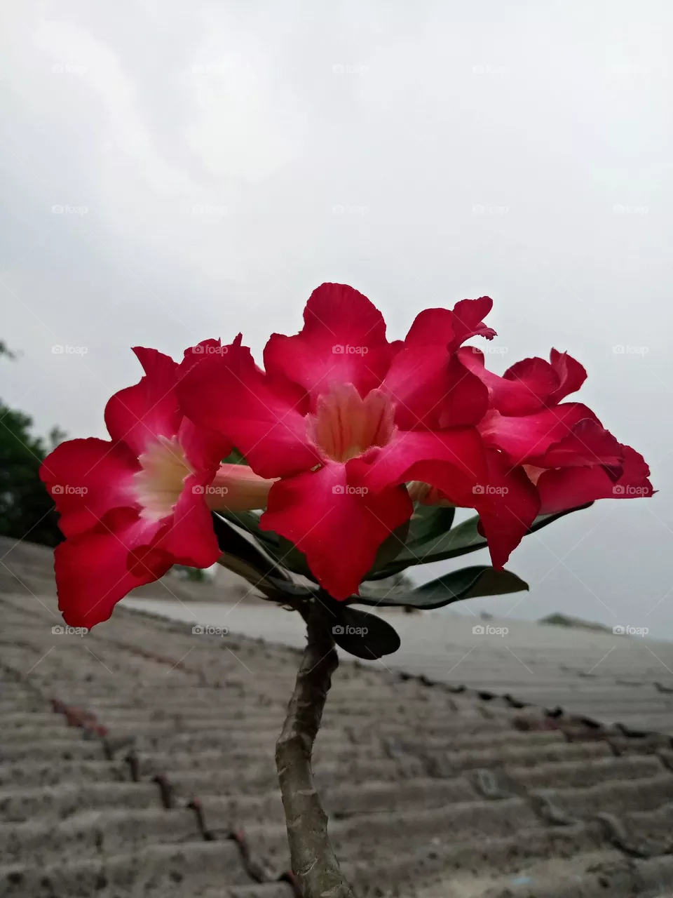 Natural red