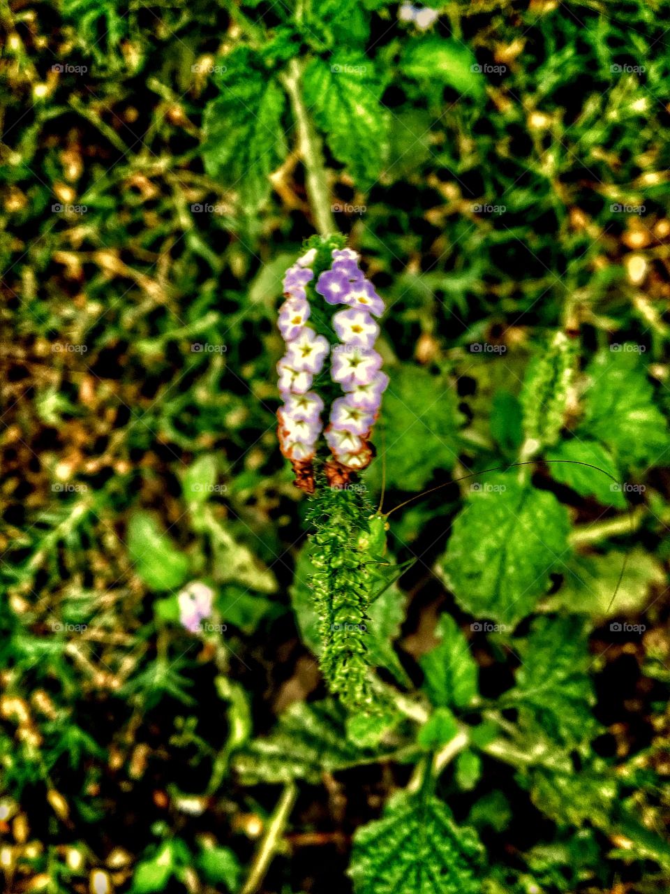 Grasshopper under tiny flowers