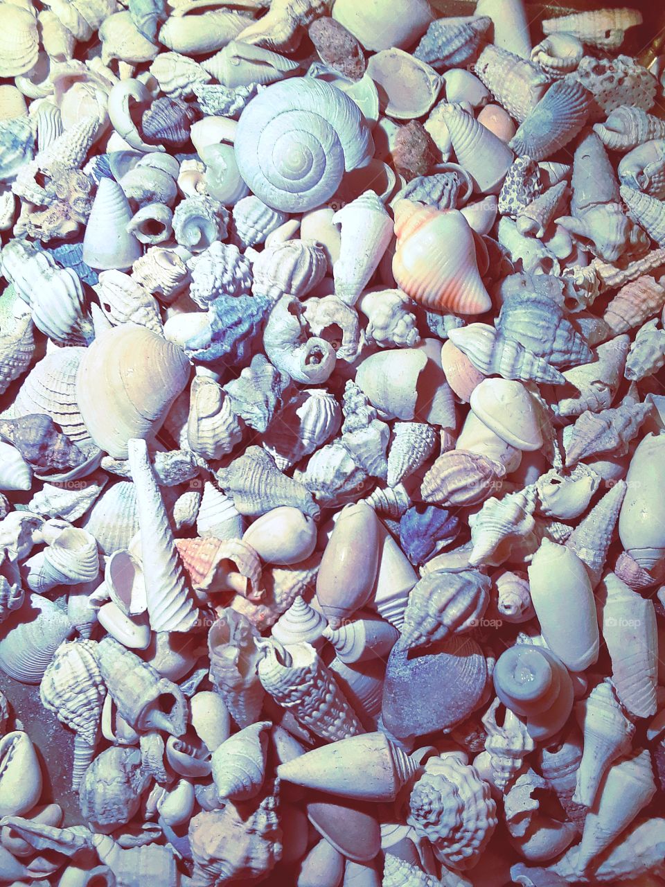 beautiful seashells